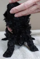 TEACUP Emersyn, a female Maltipoo for sale in Colcord, OK – Photo 3 of 10