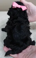 TEACUP Emersyn, a female Maltipoo for sale in Colcord, OK – Photo 10 of 10