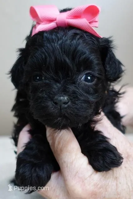 Emersyn – Maltipoo puppy for sale in Colcord, OK