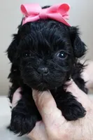 TEACUP Emersyn, a female Maltipoo for sale in Colcord, OK – Photo 1 of 10