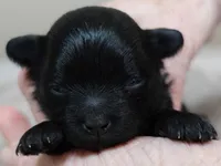 Emersyn, a female Maltipoo for sale in Colcord, OK – Photo 9 of 10
