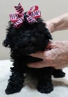 TINY Emersyn, a female Maltipoo for sale in Colcord, OK – 9 of 10
