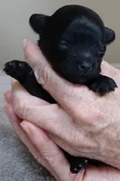 Emersyn, a female Maltipoo for sale in Colcord, OK – Photo 7 of 10