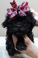 TINY Emersyn, a female Maltipoo for sale in Colcord, OK – 6 of 10