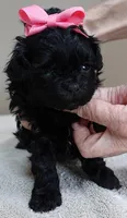 TEACUP Emersyn, a female Maltipoo for sale in Colcord, OK – Photo 2 of 10