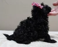 TINY Emersyn, a female Maltipoo for sale in Colcord, OK – 2 of 10