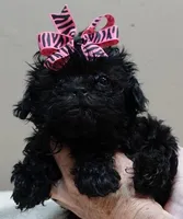 TINY Emersyn, a female Maltipoo for sale in Colcord, OK – 7 of 10