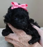 TEACUP Emersyn, a female Maltipoo for sale in Colcord, OK – Photo 6 of 10