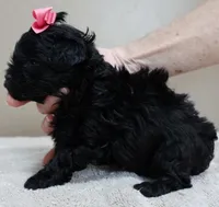 TEACUP Emersyn, a female Maltipoo for sale in Colcord, OK – Photo 4 of 10
