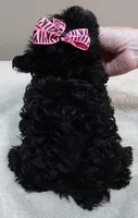 TINY Emersyn, a female Maltipoo for sale in Colcord, OK – 10 of 10