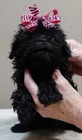 TINY Emersyn, a female Maltipoo for sale in Colcord, OK – 5 of 10