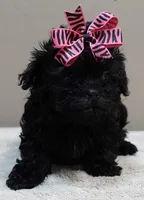TINY Emersyn, a female Maltipoo for sale in Colcord, OK – 4 of 10