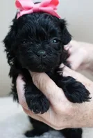 TEACUP Emersyn, a female Maltipoo for sale in Colcord, OK – Photo 9 of 10