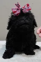 TINY Emersyn, a female Maltipoo for sale in Colcord, OK – 3 of 10