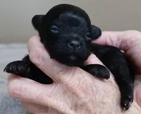Emersyn, a female Maltipoo for sale in Colcord, OK – Photo 6 of 10