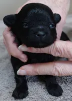 Emersyn, a female Maltipoo for sale in Colcord, OK – Photo 8 of 10