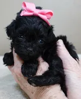 TEACUP Emersyn, a female Maltipoo for sale in Colcord, OK – Photo 8 of 10