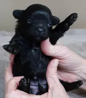 Emersyn, a female Maltipoo for sale in Colcord, OK – Photo 2 of 10