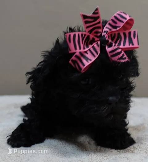 TEACUP Emersyn – Maltipoo puppy for sale in Colcord, OK