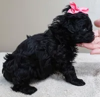 TEACUP Emersyn, a female Maltipoo for sale in Colcord, OK – Photo 5 of 10