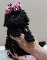TINY Emersyn, a female Maltipoo for sale in Colcord, OK – 8 of 10