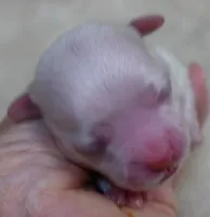 Evee, a female Maltese for sale in Colcord, OK – 2 of 9