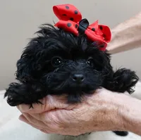 TEACUP Niko 1 lb 11 ozs, a male Maltipoo for sale in Colcord, OK – 8 of 10