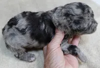 Stanley 1 lb 4 ozs, a male Poodle - Toy  for sale in Colcord, OK – 5 of 10