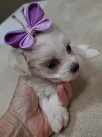 TEACUP Kali, a female Maltipoo for sale in Colcord, OK – 2 of 9