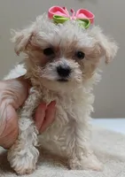 Teacup Maddie 1.3 lbs, a female Maltipoo for sale in Colcord, OK – 3 of 10