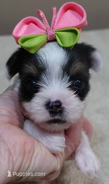 Kiva 14 ounces – Yorkshire Terrier puppy for sale in Colcord, OK