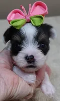 Kiva 14 ounces, a female Yorkshire Terrier for sale in Colcord, OK – 1 of 10