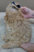 Harlan TEACUP 18 ounces, a male Maltipoo for sale in Colcord, OK – 10 of 10
