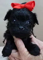 TEACUP Niko, a male Maltipoo for sale in Colcord, OK – Photo 7 of 10