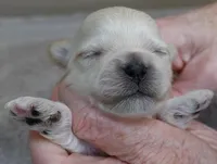 Niko, a male Maltipoo for sale in Colcord, OK – Photo 4 of 7