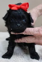 TEACUP Niko, a male Maltipoo for sale in Colcord, OK – Photo 5 of 10