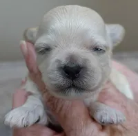 Niko, a male Maltipoo for sale in Colcord, OK – Photo 6 of 7