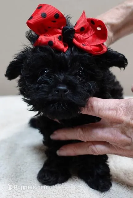 TEACUP Niko – Maltipoo puppy for sale in Colcord, OK