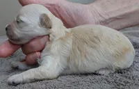 Niko, a male Maltipoo for sale in Colcord, OK – Photo 2 of 7