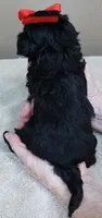 TEACUP Niko, a male Maltipoo for sale in Colcord, OK – Photo 10 of 10