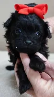 TEACUP Niko, a male Maltipoo for sale in Colcord, OK – Photo 6 of 10