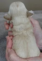 Niko, a male Maltipoo for sale in Colcord, OK – Photo 7 of 7