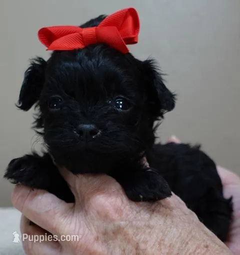 Niko – Maltipoo puppy for sale in Colcord, OK