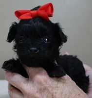 TEACUP Niko, a male Maltipoo for sale in Colcord, OK – Photo 1 of 10