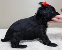 TEACUP Niko, a male Maltipoo for sale in Colcord, OK – Photo 9 of 10