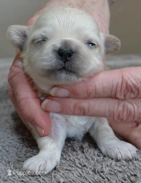 Niko – Maltipoo puppy for sale in Colcord, OK
