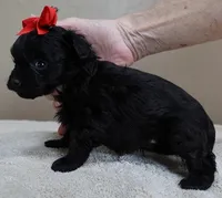 TEACUP Niko, a male Maltipoo for sale in Colcord, OK – Photo 8 of 10