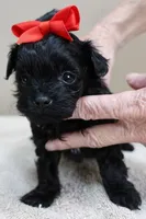 TEACUP Niko, a male Maltipoo for sale in Colcord, OK – Photo 4 of 10
