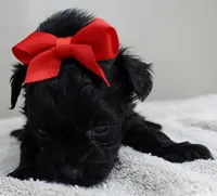 TEACUP Niko, a male Maltipoo for sale in Colcord, OK – Photo 3 of 10