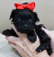 TEACUP Niko, a male Maltipoo for sale in Colcord, OK – Photo 2 of 10